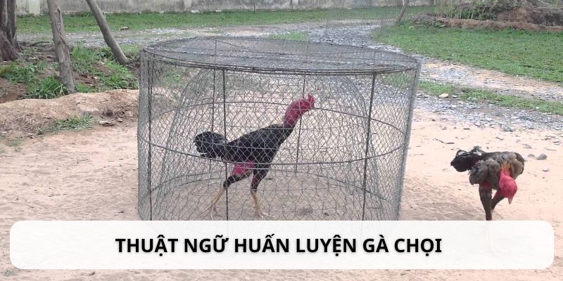 Định nghĩa liên quan đến huấn luyện gà chọi