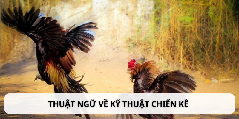 Kỹ thuật chiến kê có nhiều thuật ngữ riêng