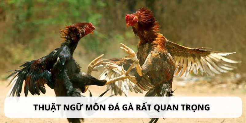 Thuật ngữ trong môn đá gà rất quan trọng