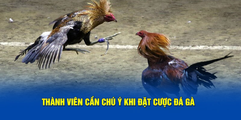 Thành viên cần chú ý khi đặt cược loại hình giải trí này